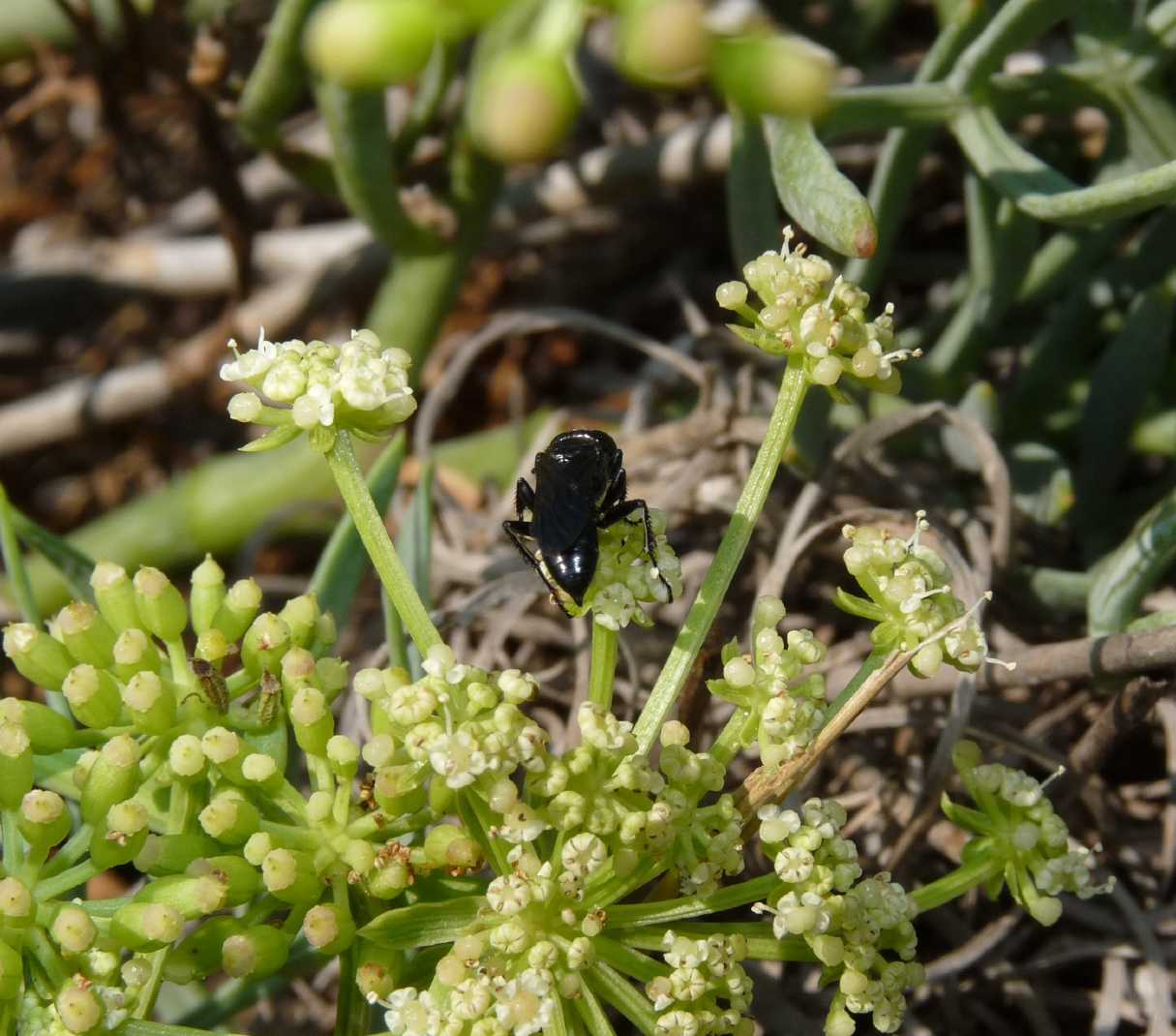 Crabronidae tutto nero