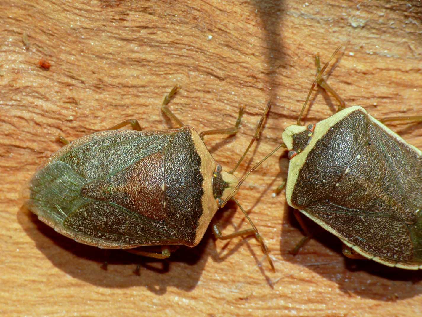 Pentatomide: Nezara viridula f. torquata sotto corteccia