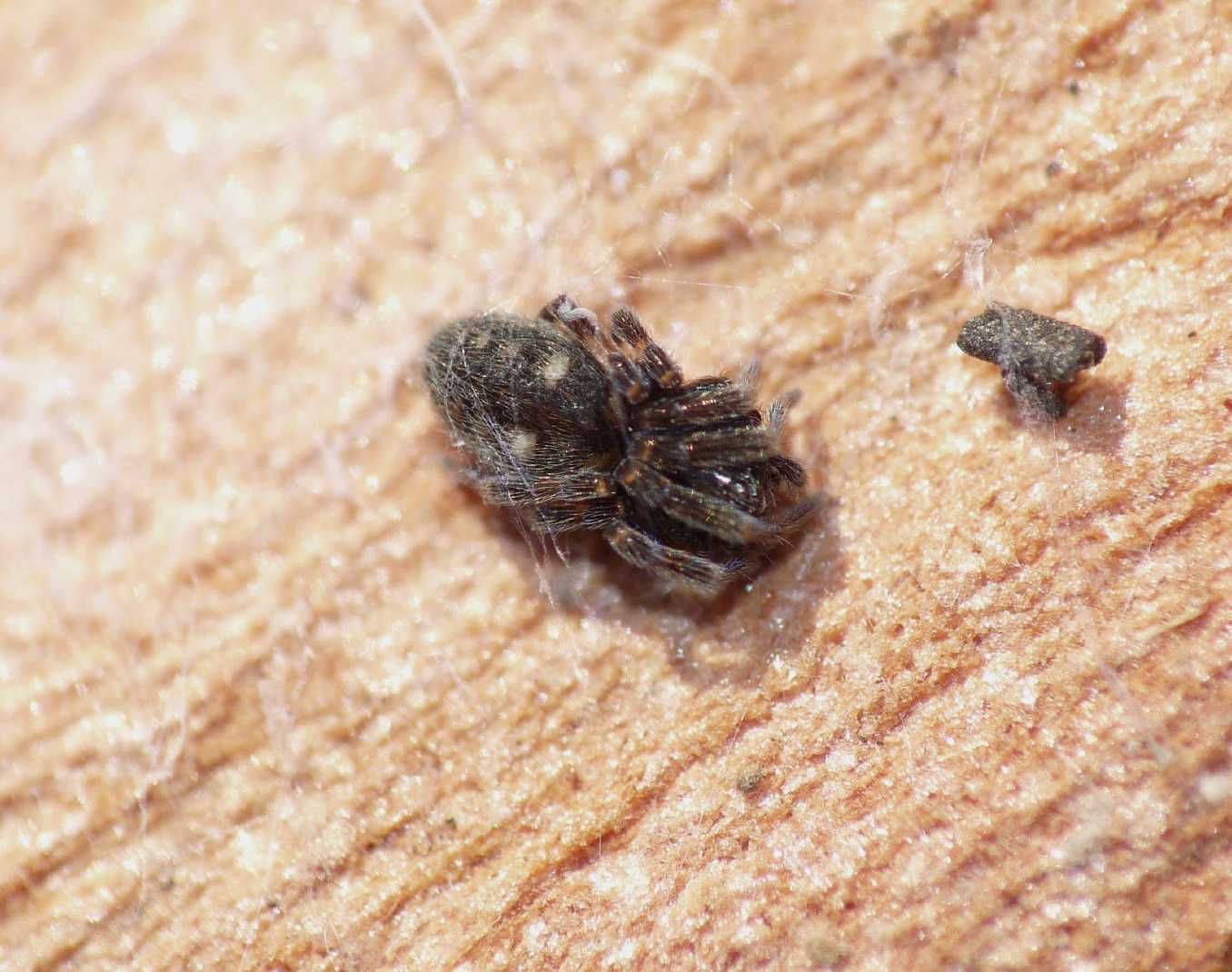 Nurscia albomaculata