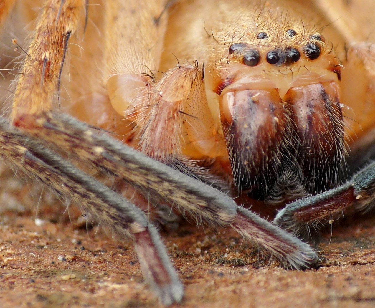 Micrommata virescens