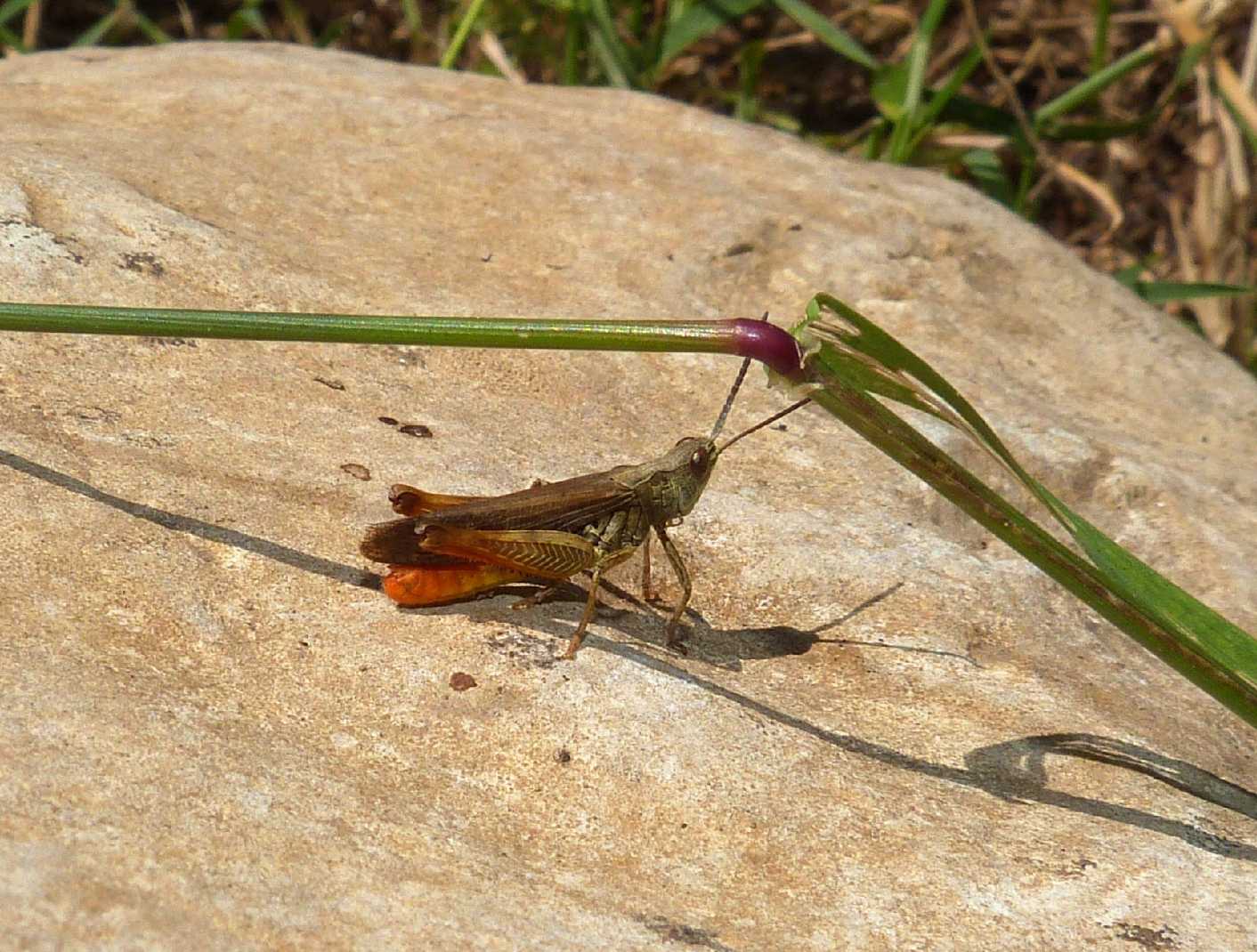 Omocestus? No. Glyptobothrus sp.