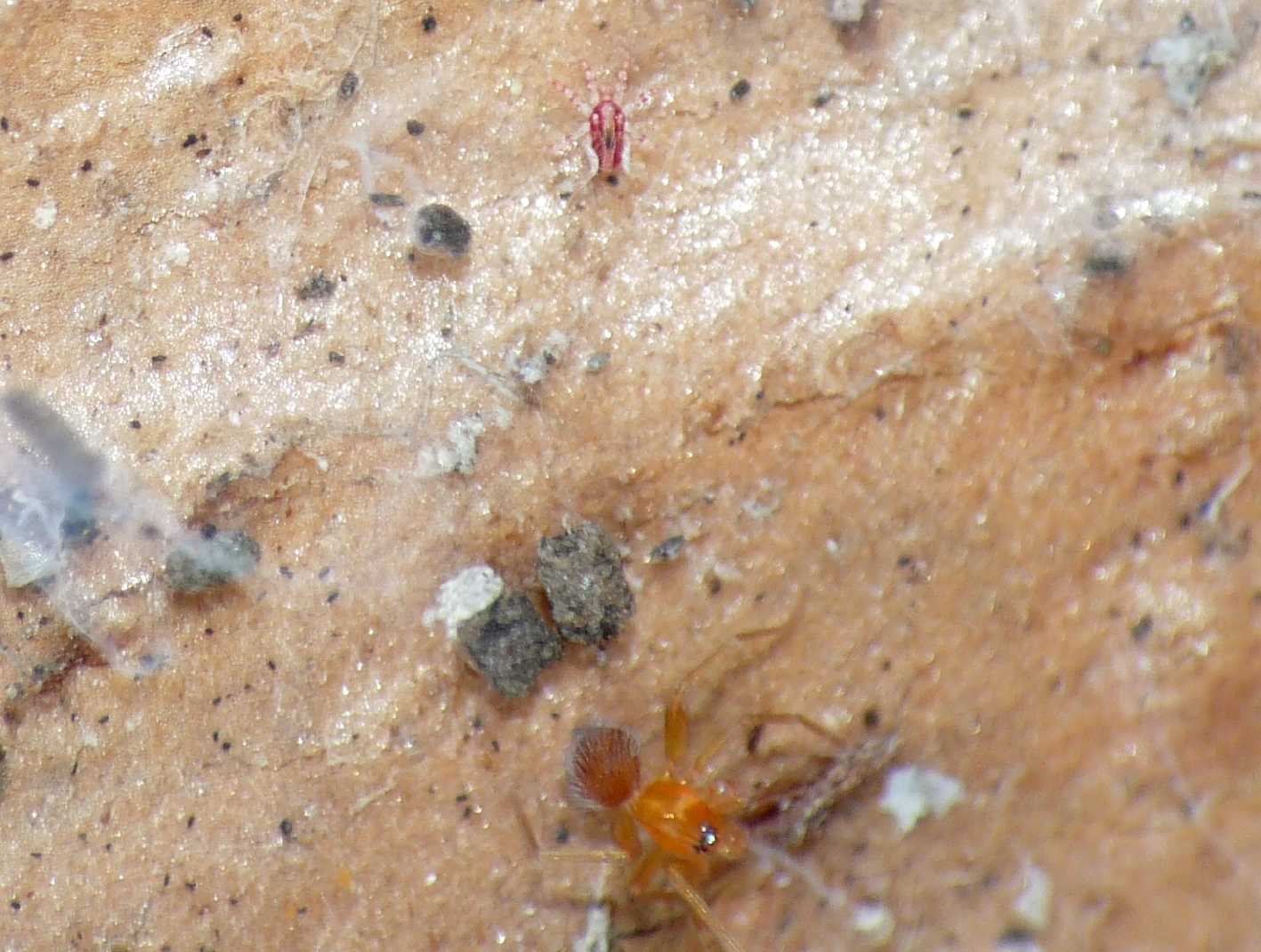 Oonopidae?