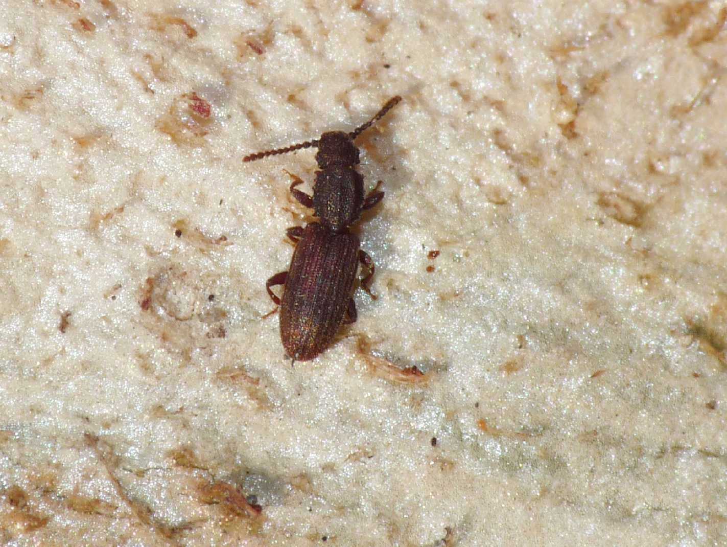 Oryzaephilus cf. surinamensis (Silvanidae)