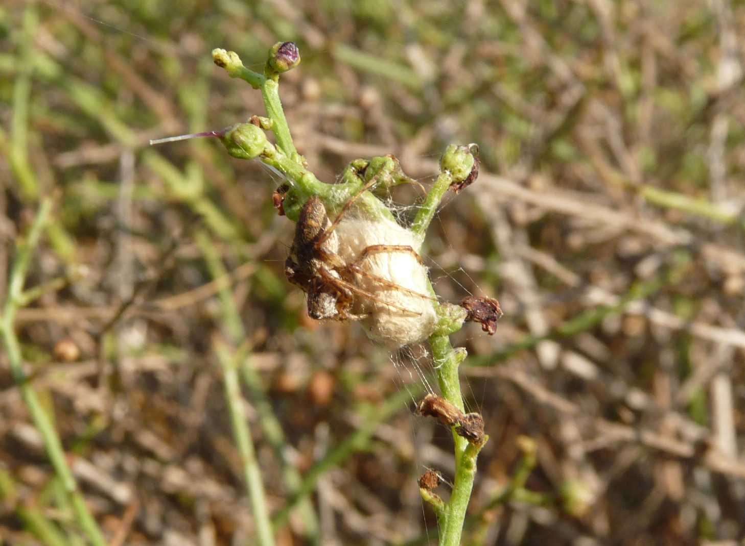 Oxyopes sp.