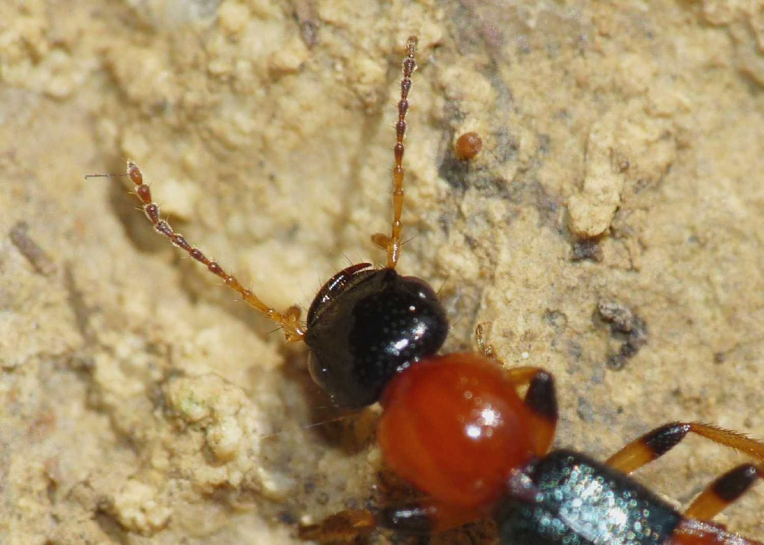 Quiz: mandibole minacciose