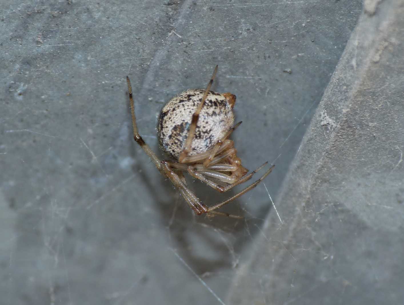 Parasteatoda tepidariorum di grosse dimensioni