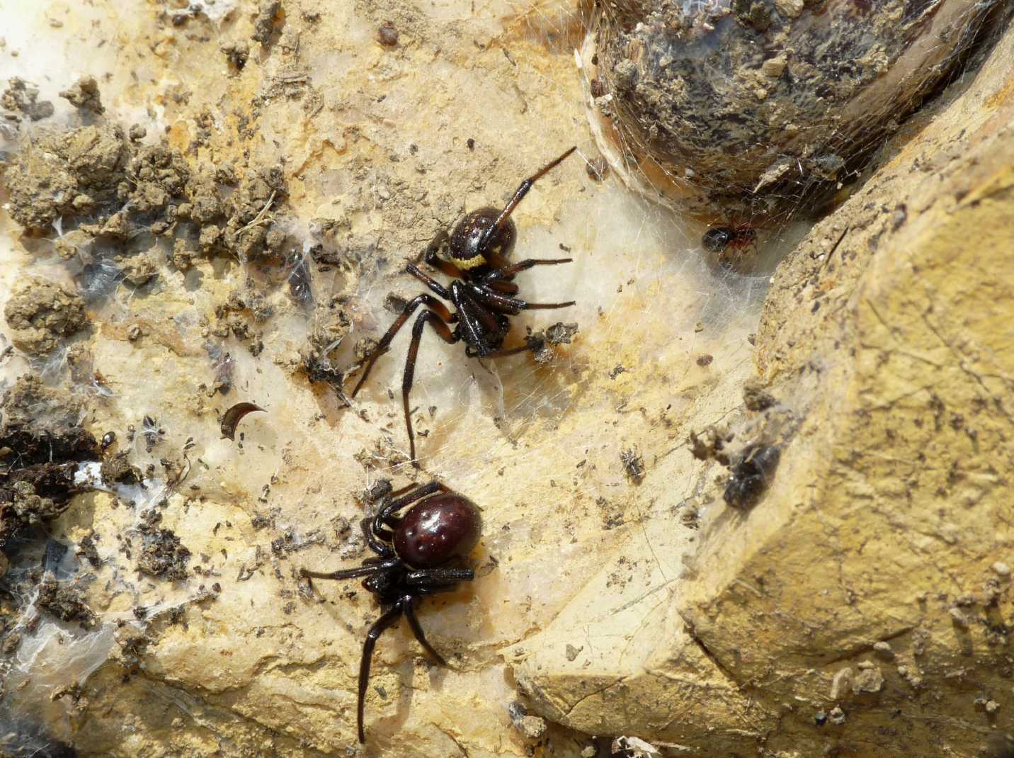 Coppia di Steatoda paykulliana