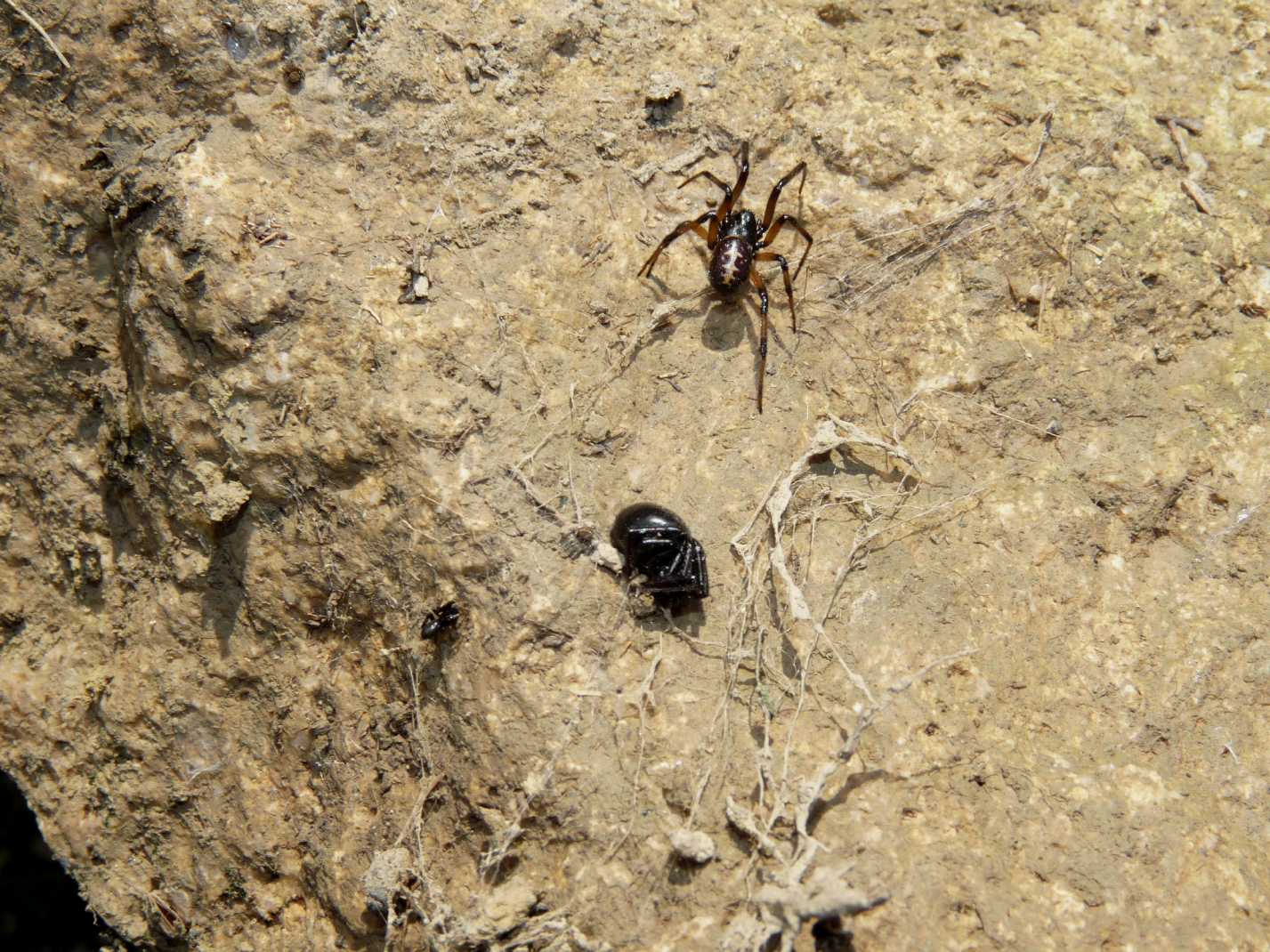 Coppia di Steatoda paykulliana