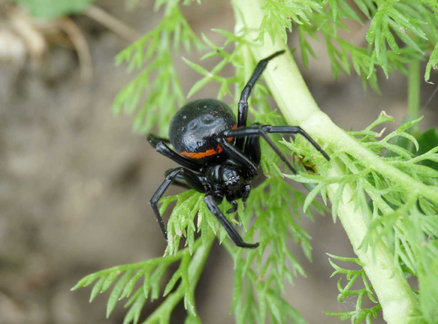 Coppia di Steatoda paykulliana