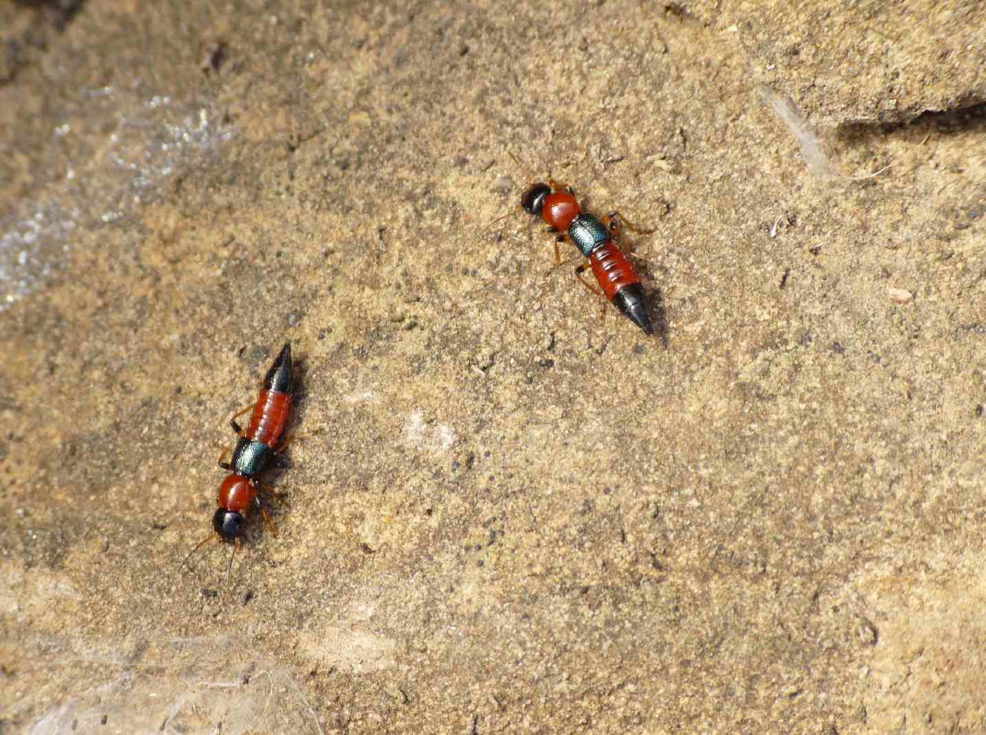 Quiz: mandibole minacciose