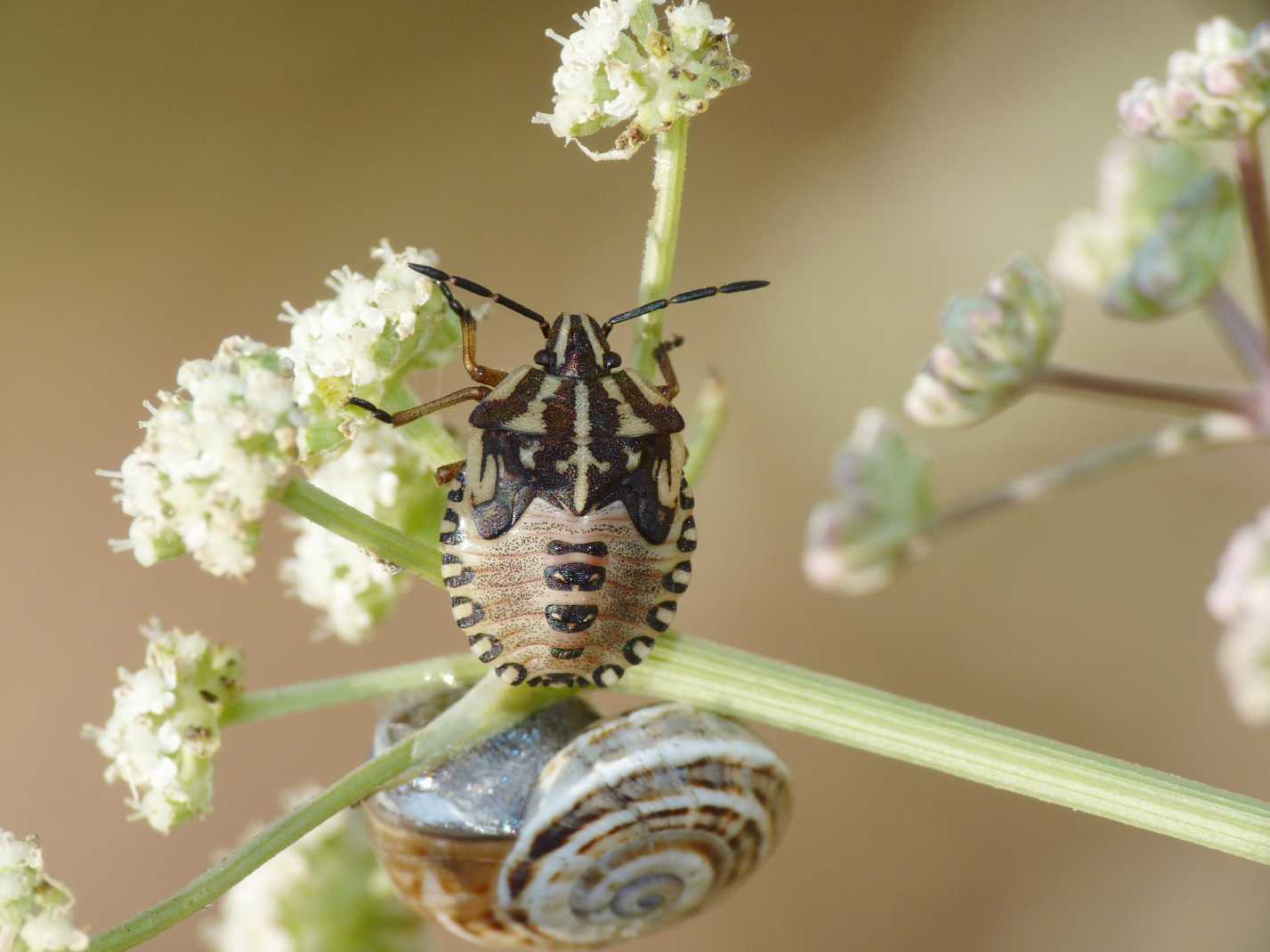 Ninfa di Pentatomidae