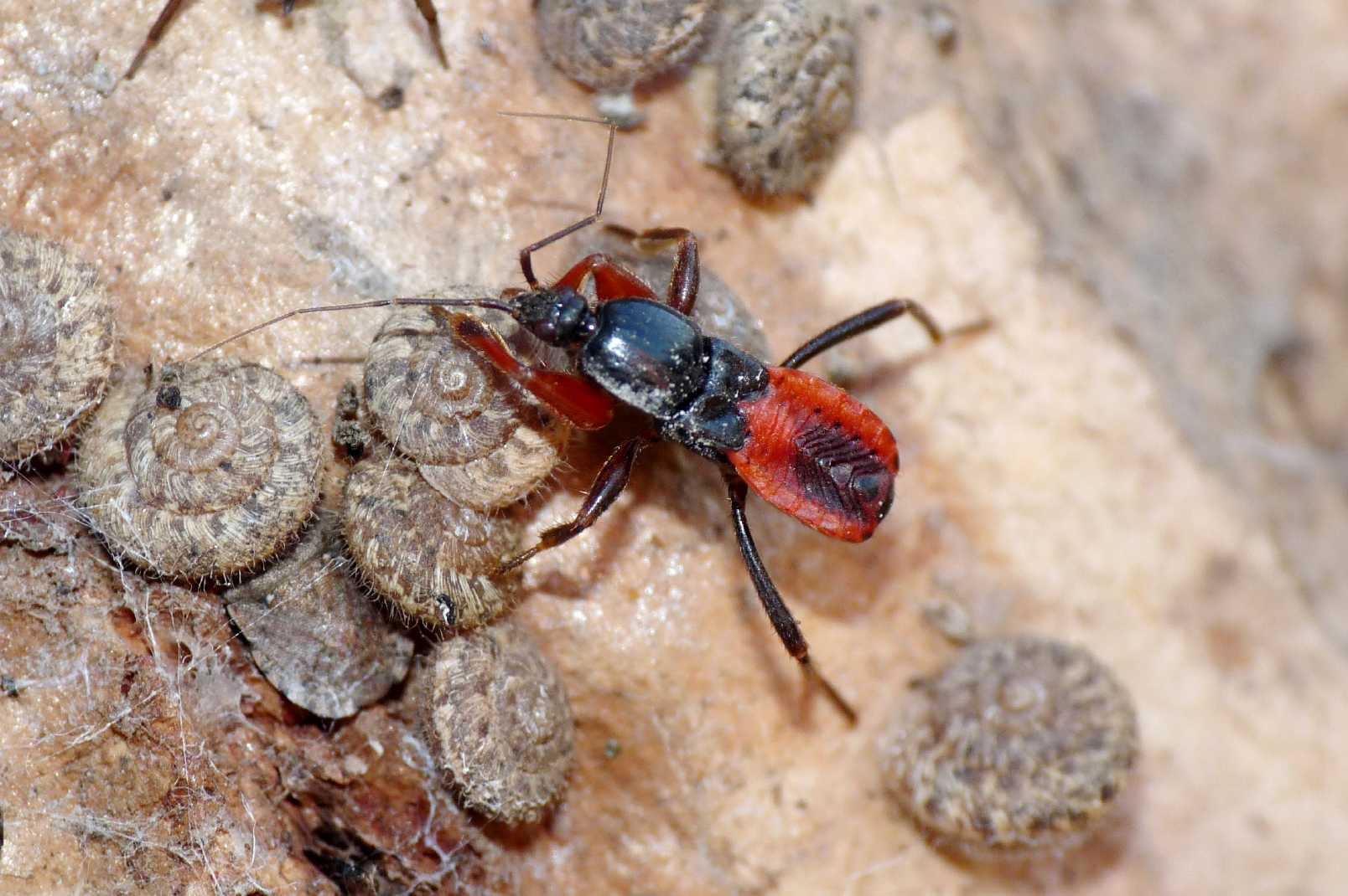 Reduviidae: ninfe di Reduvius, Peirates, Ectomocoris di Osti
