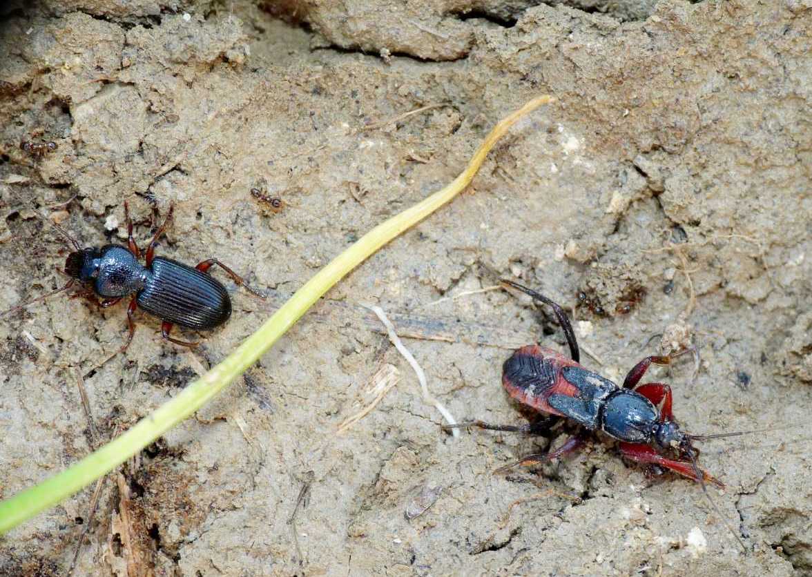 Reduviidae: ninfe di Reduvius, Peirates, Ectomocoris di Osti