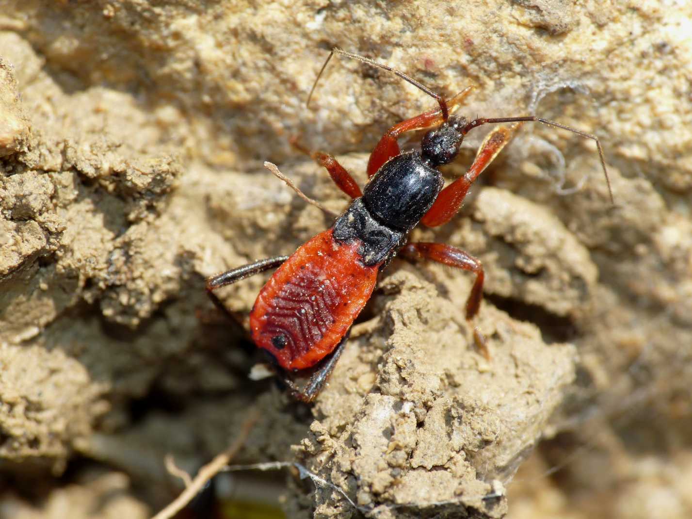 Reduviidae: Ectomocoris ululans, ninfe, del Lazio (Roma)