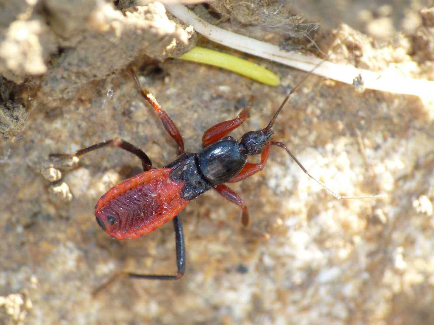 Reduviidae: Ectomocoris ululans, ninfe, del Lazio (Roma)