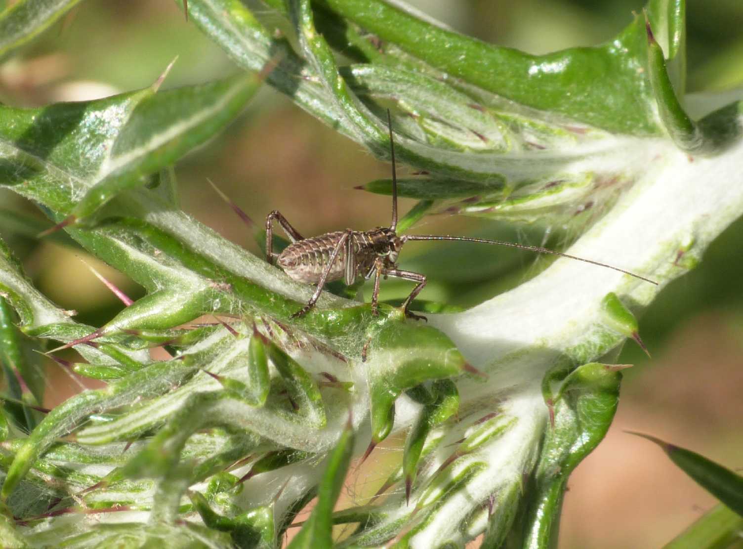 Neanide di Phaneropteridae? No, di Bradyporidae: Uromenus sp.