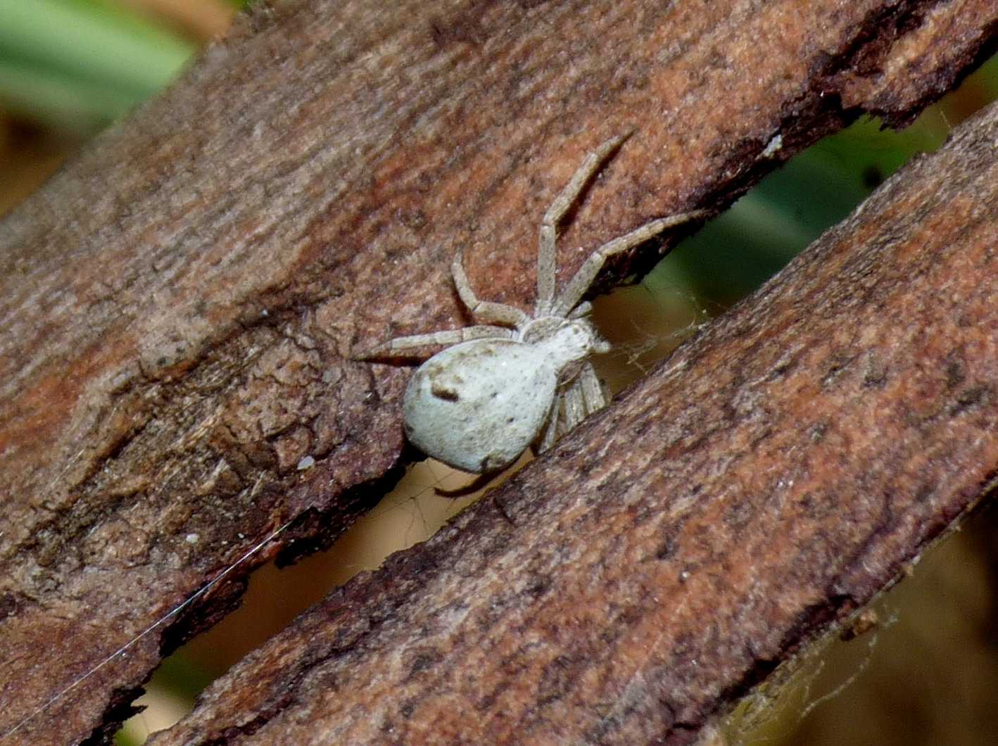 Philodromus cf. bistigma