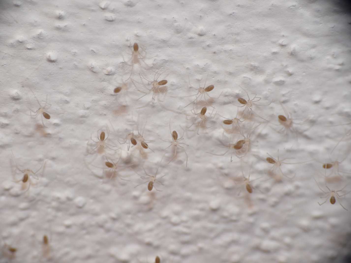 Pholcus phalangioides & famiglia