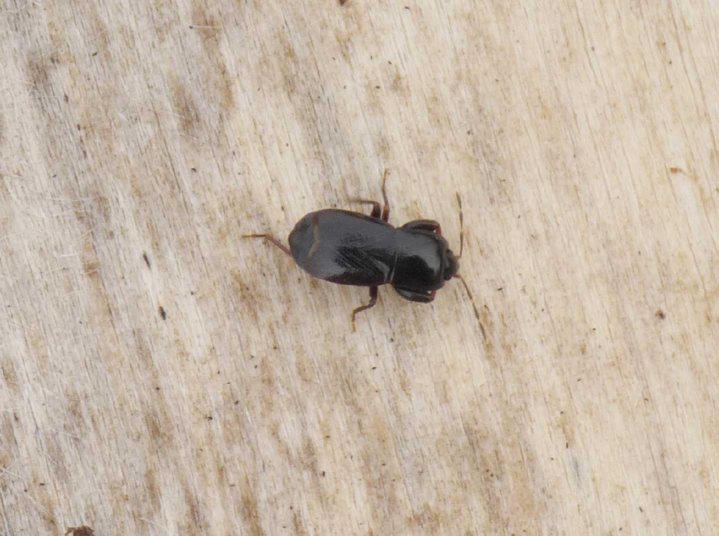 Lygaeidae: Plinthisus longicollis di Tolfa (Roma)