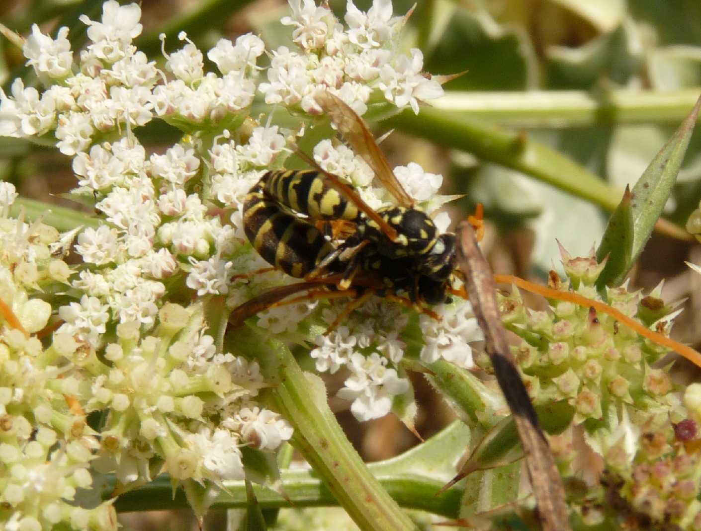 Accoppiamento di due Polistes