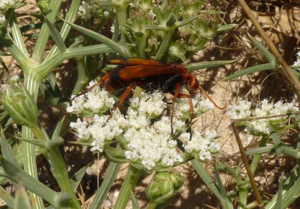 Cryptocheilus rubellus (Pompilidae)