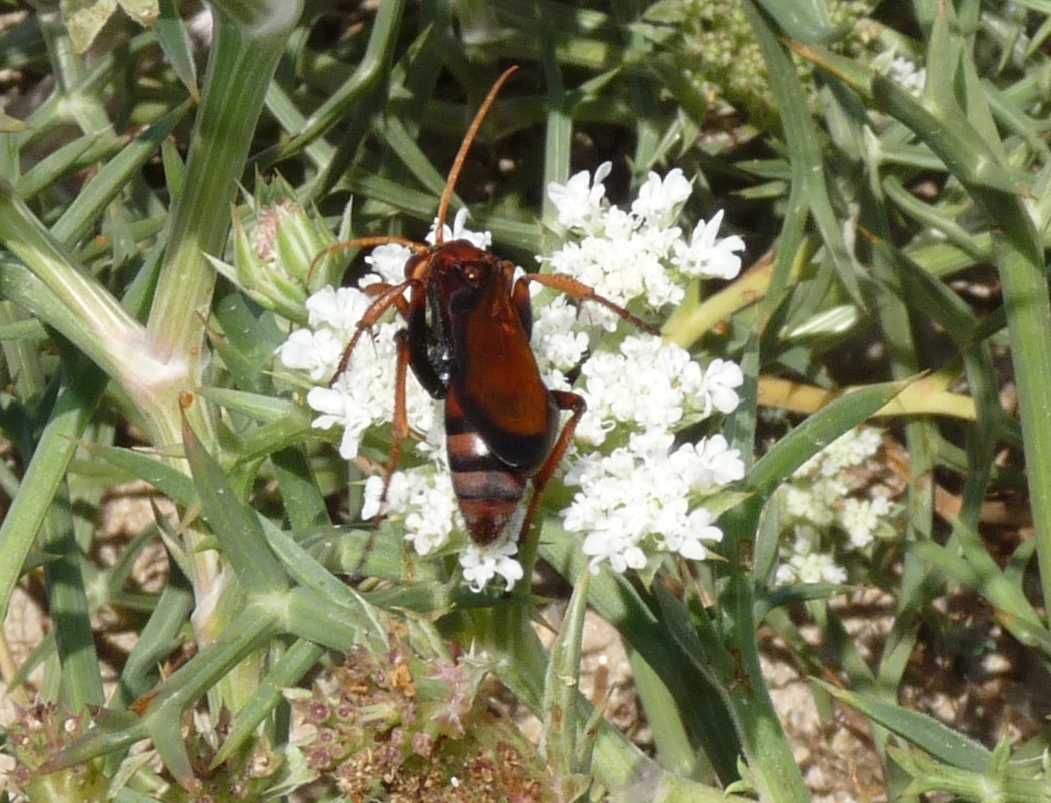 Cryptocheilus rubellus (Pompilidae)