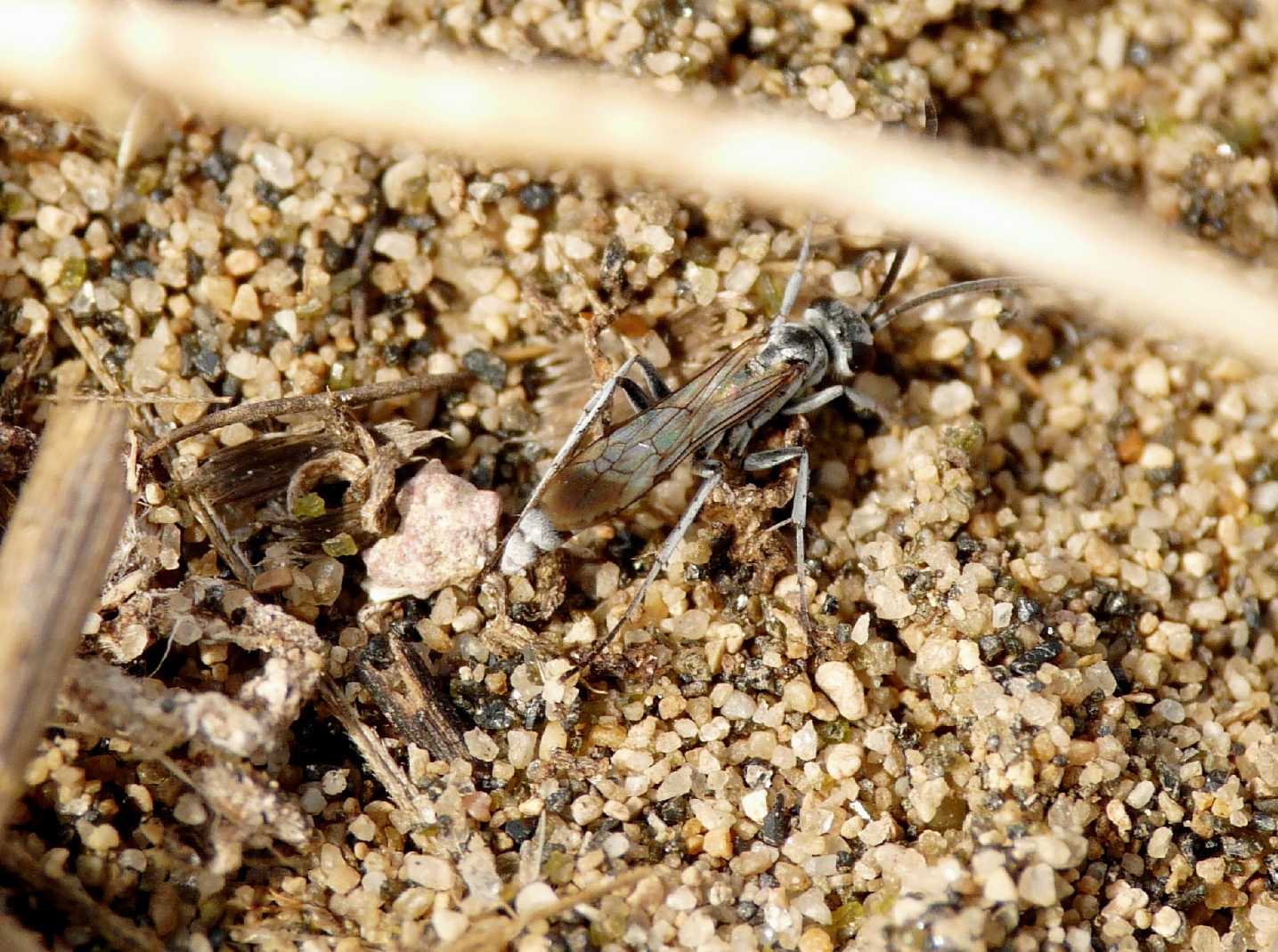 Pompilidae: Pompilus cinereus