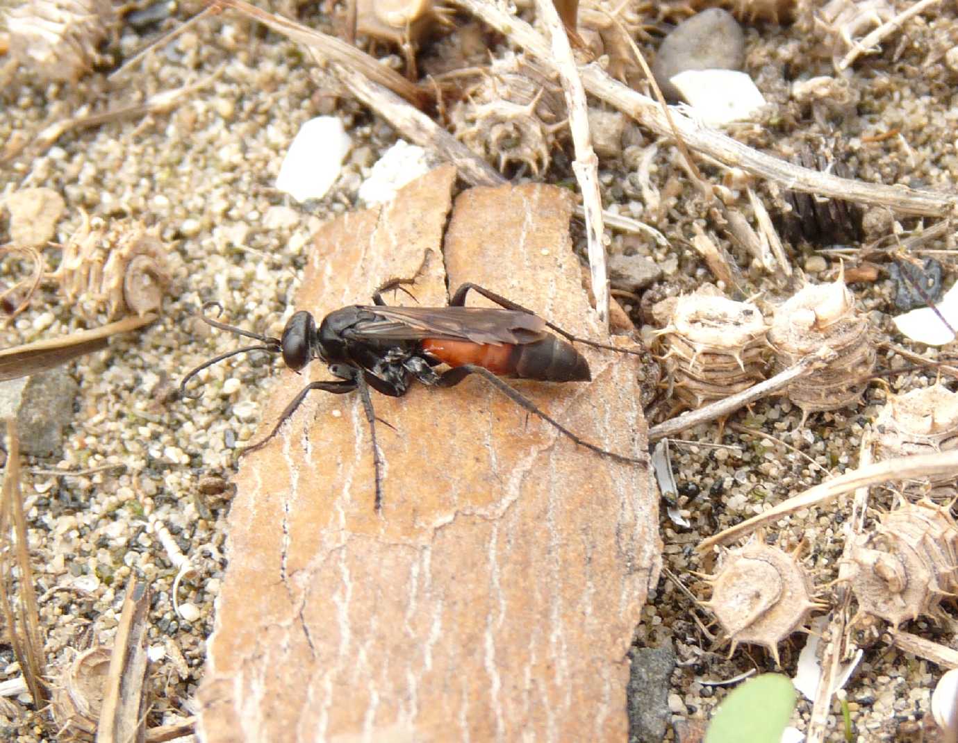 Pompilidae da determinare
