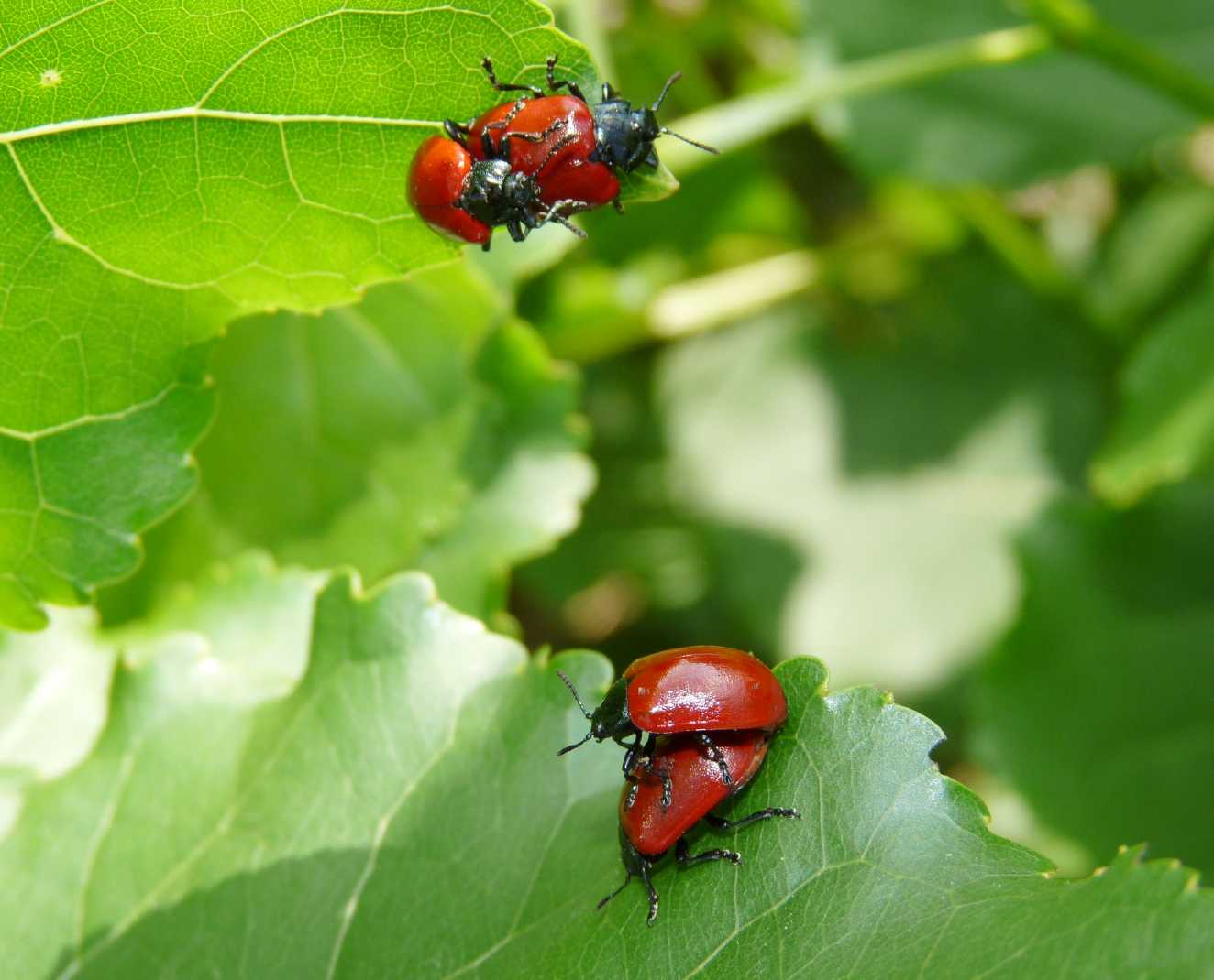 Chrysomela populi