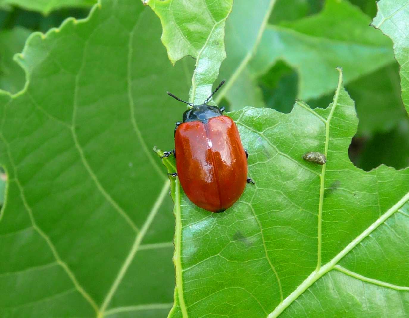 Chrysomela populi su foglia di pioppo