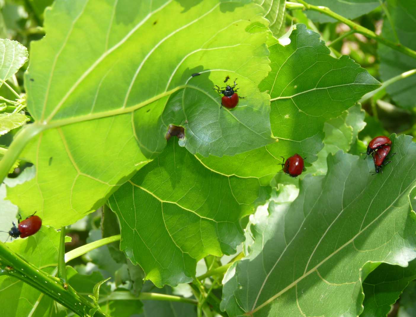 Chrysomela populi