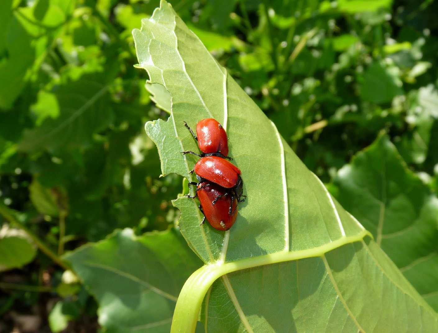 Chrysomela populi