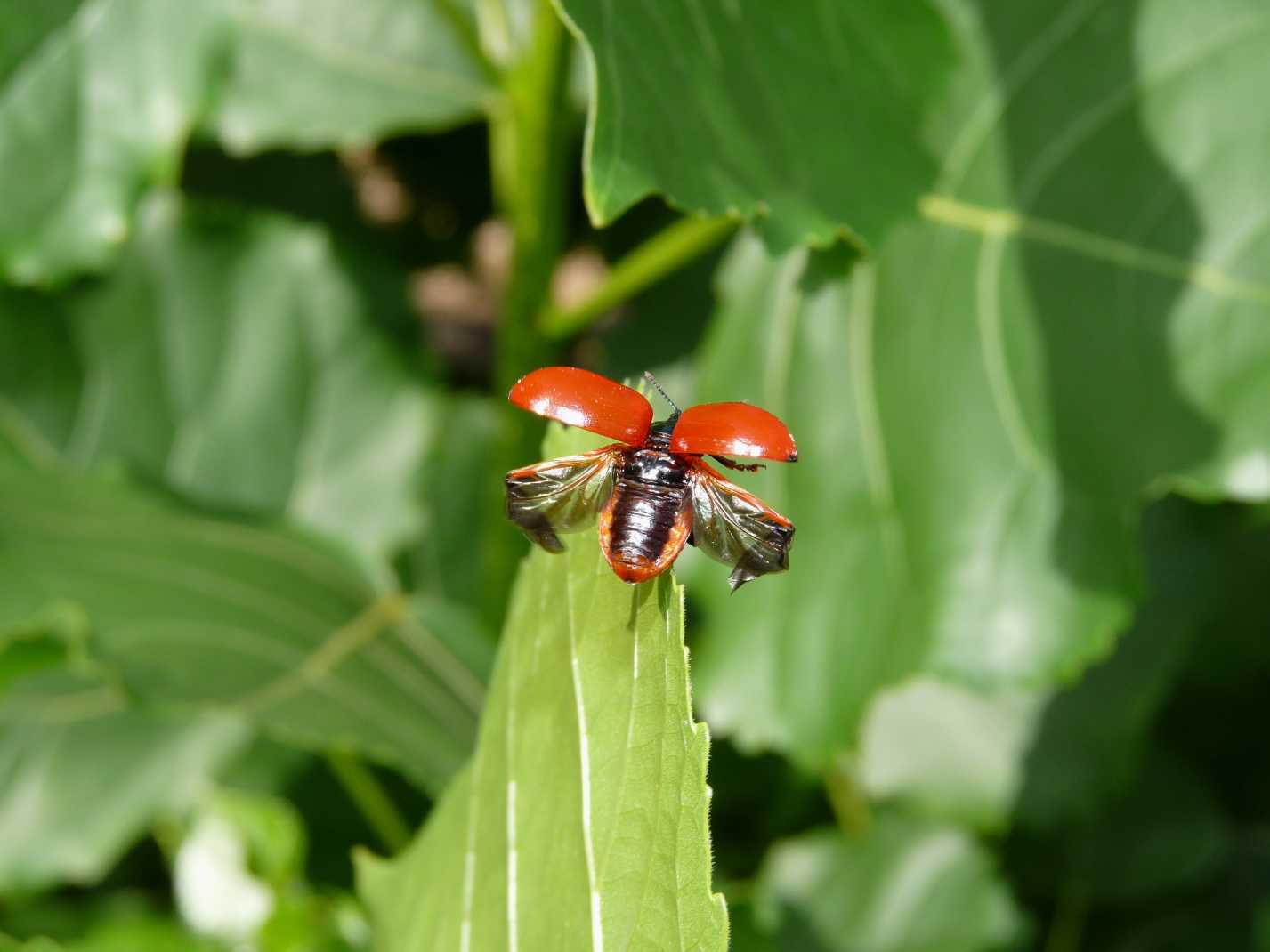 Chrysomela populi