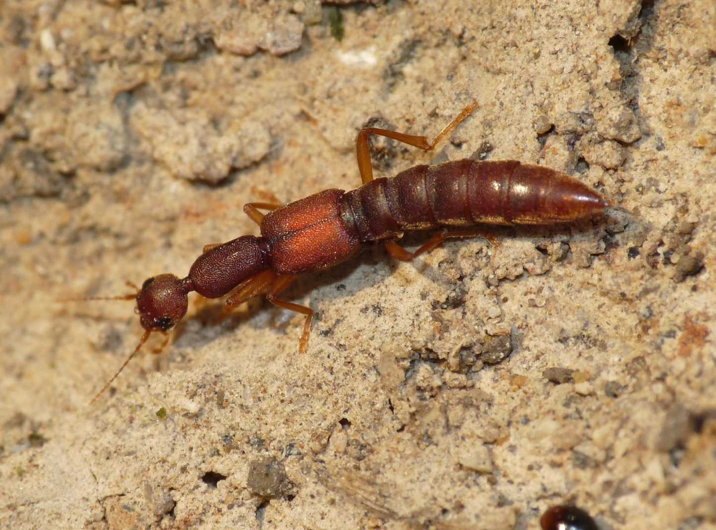 Staphilinidae misterioso: Procirrus lefebvrei , Natura Mediterraneo ...