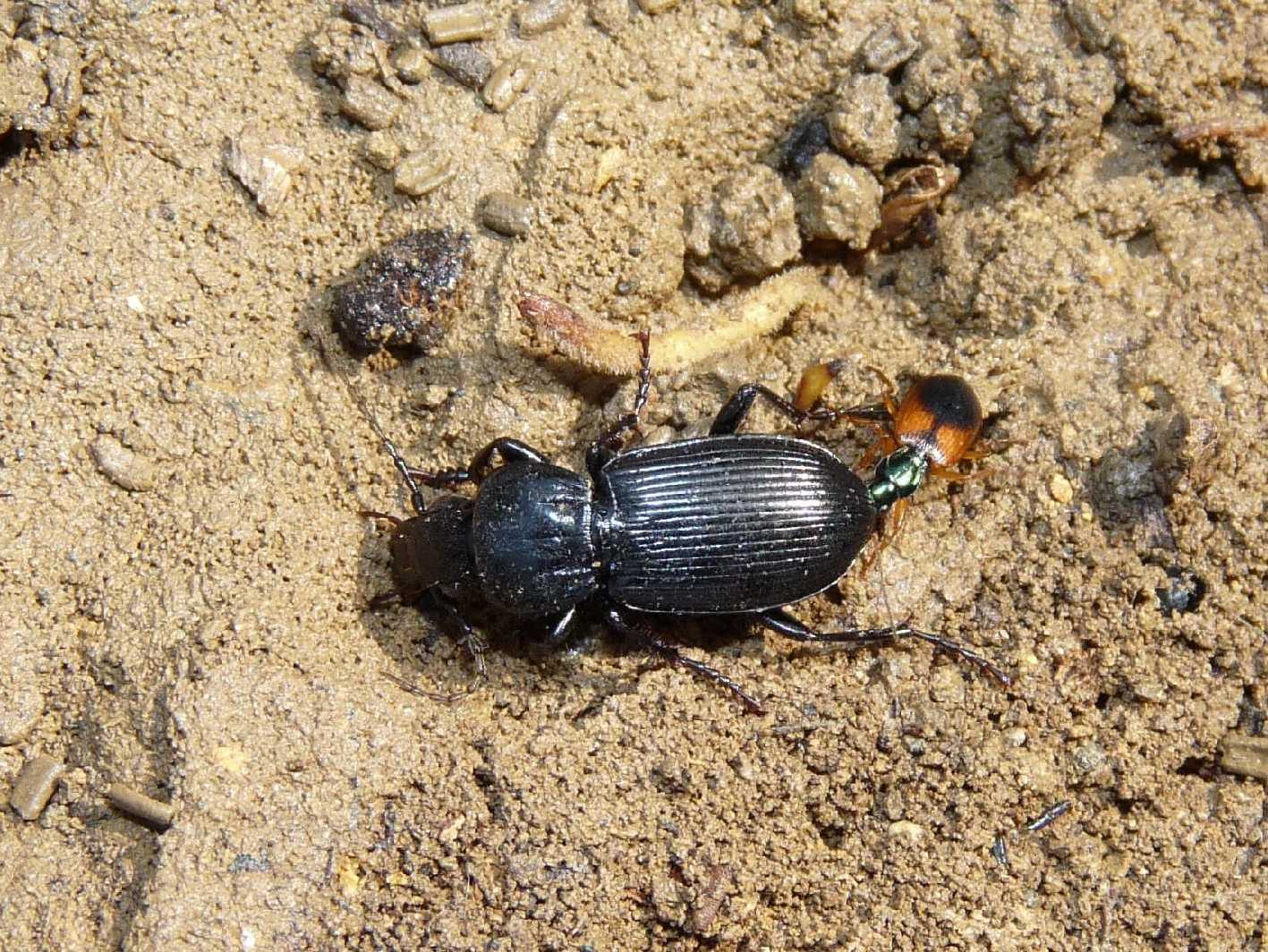 Carterus rotundicollis e Pterostichus macer.