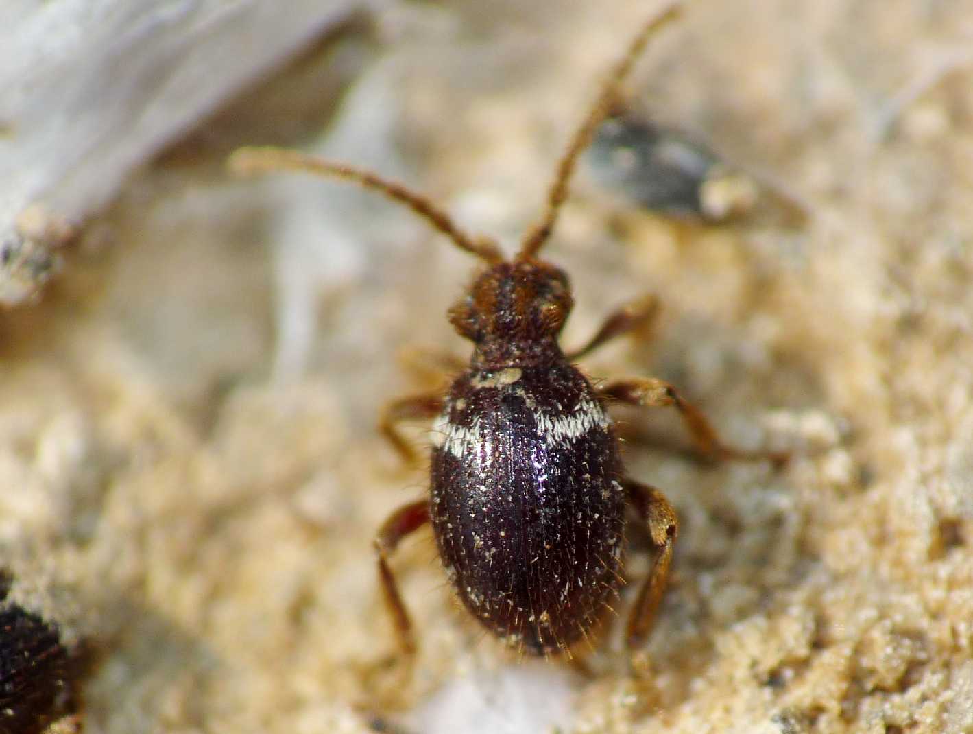 Piccoli coleotteri sotto le pietre