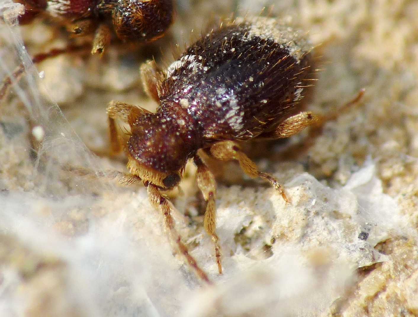 Piccoli coleotteri sotto le pietre