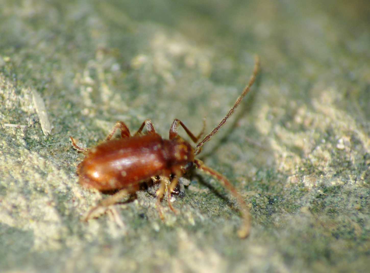 Piccoli coleotteri sotto le pietre