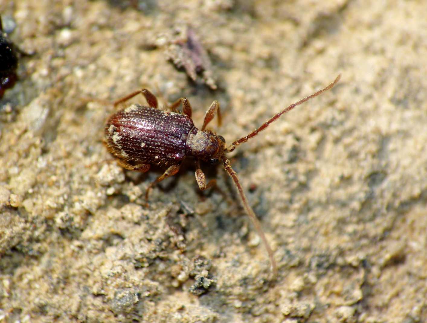 Piccoli coleotteri sotto le pietre