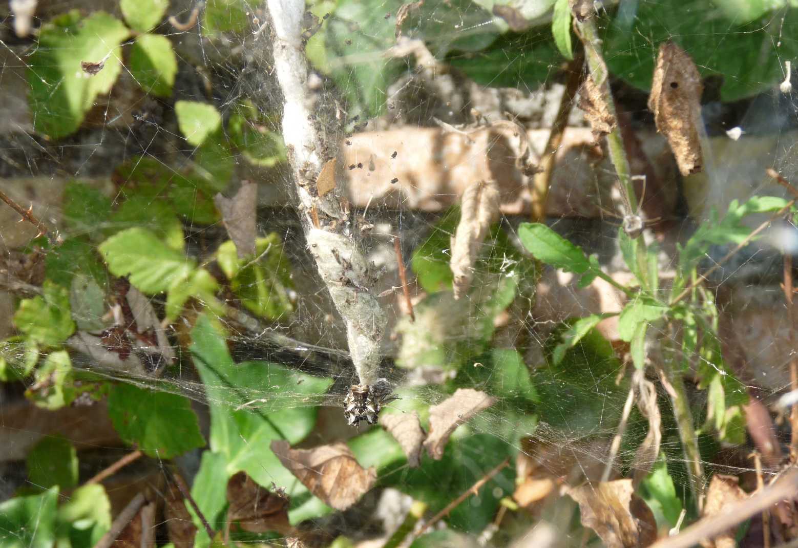 Cyrtophora citricola