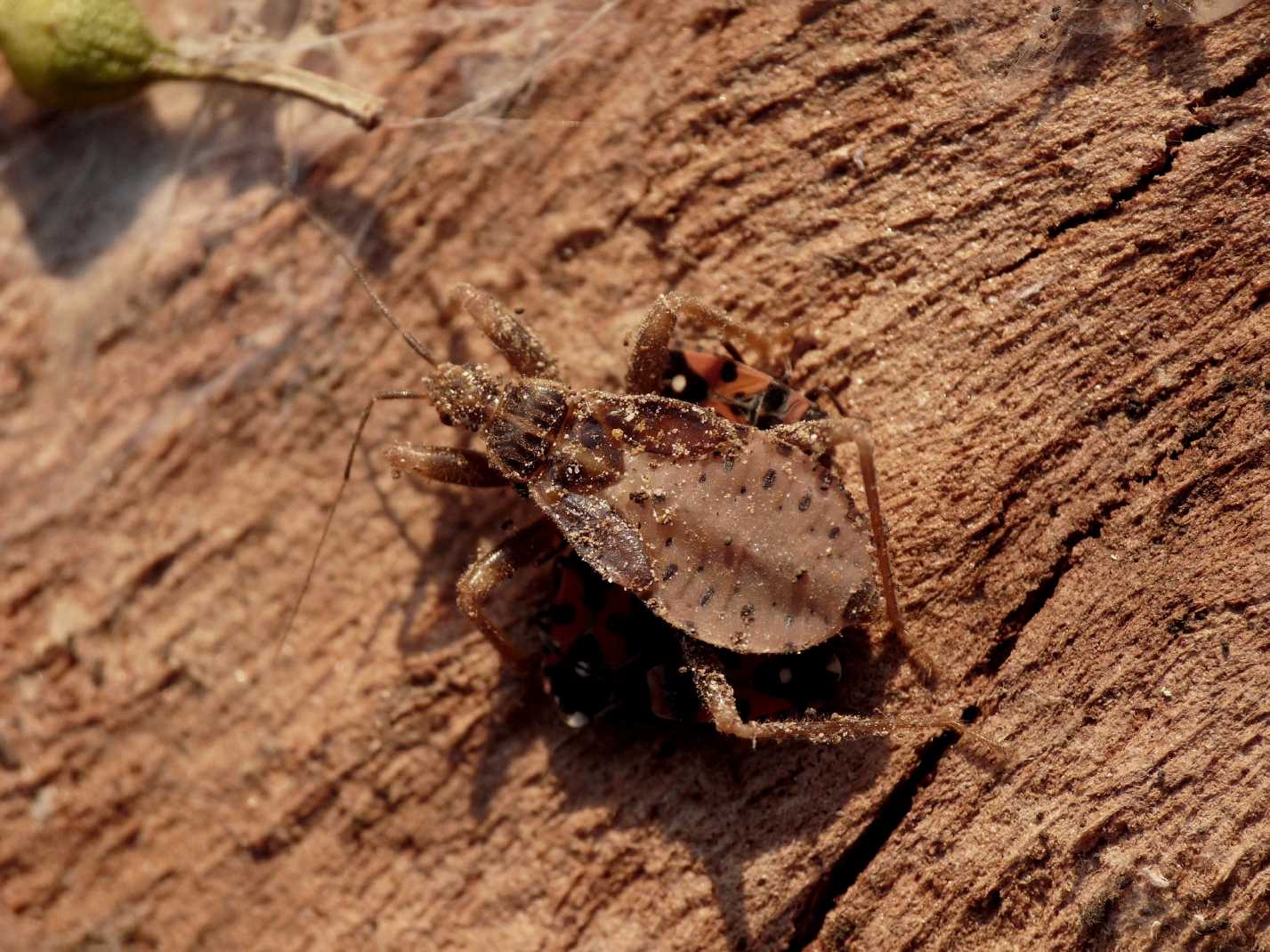 Reduviidae: ninfe di Reduvius, Peirates, Ectomocoris di Osti