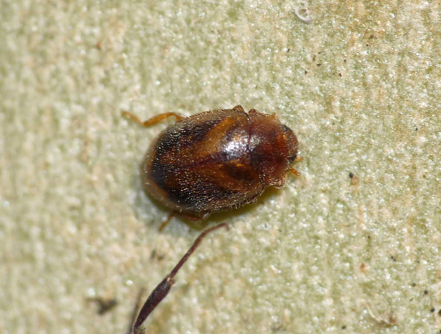 Coccinellidae: Rhyzobius cfr litura