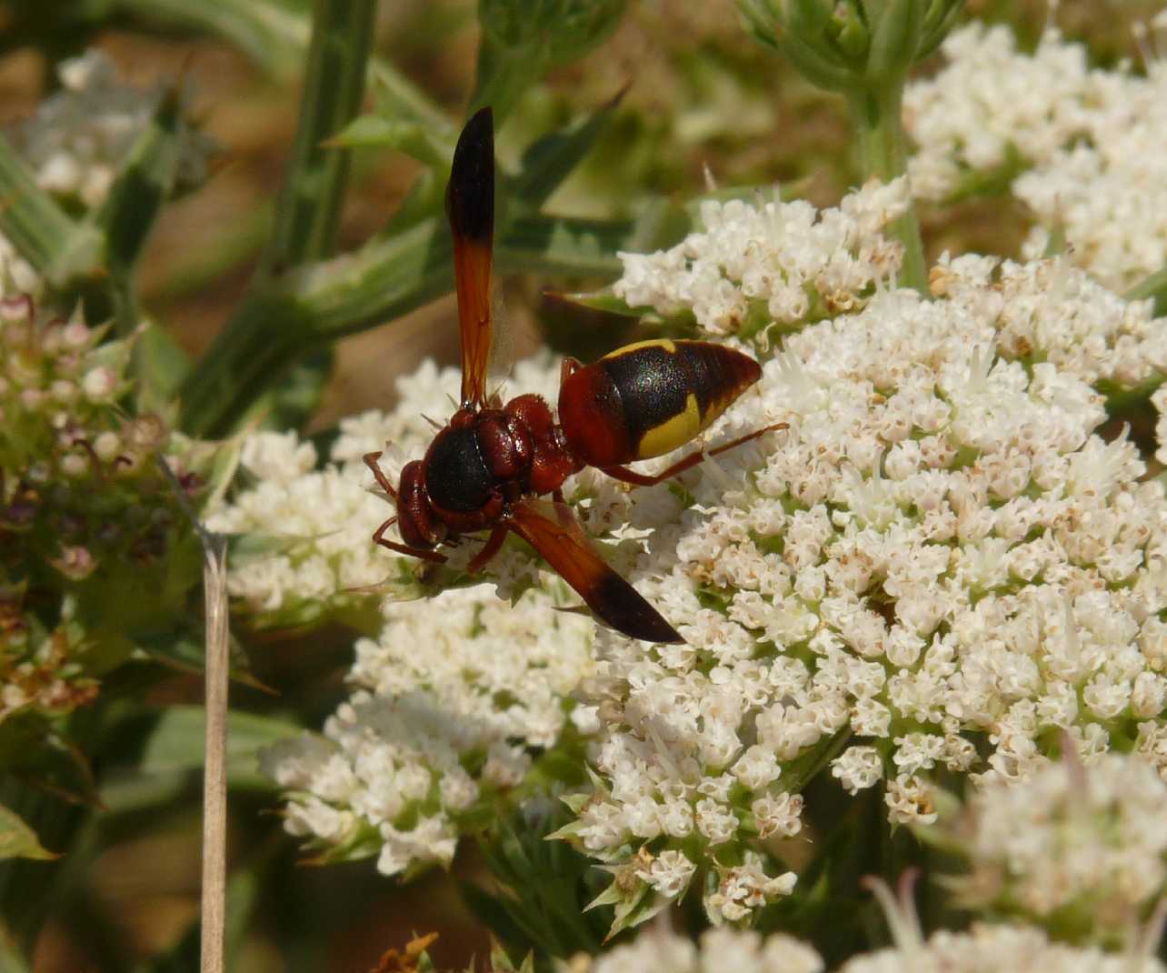 Rhynchium oculatum (Vespidae Eumeninae) addormentato
