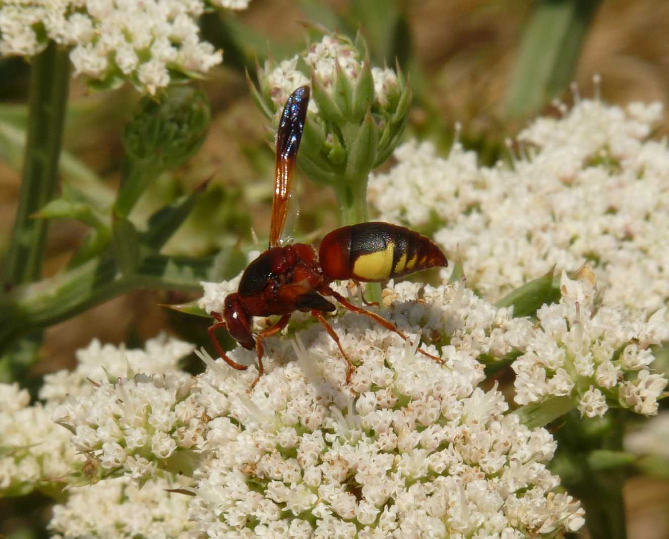 Rhynchium oculatum (Vespidae Eumeninae) addormentato