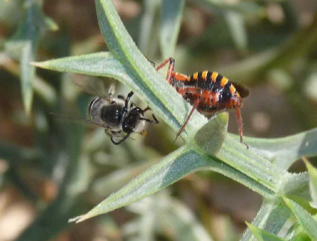 Rhinochoris erytropus con Oxithirea funesta