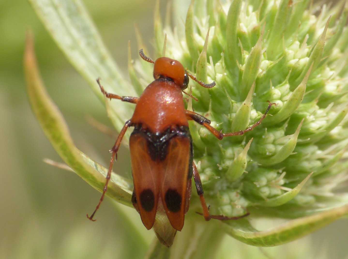 Macrosiagon tricuspidatum? (Rhipiphoridae)