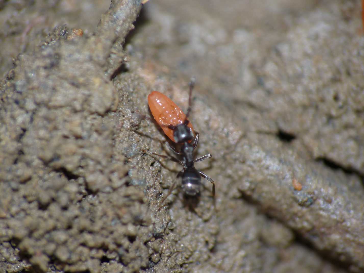 Tapinoma sp. (Formicidae) con ospiti (Coccidi)