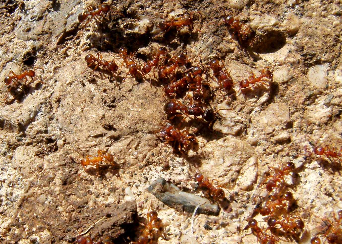 Tante formiche rosse (cfr Myrmica sp.) ed un povero lombrico