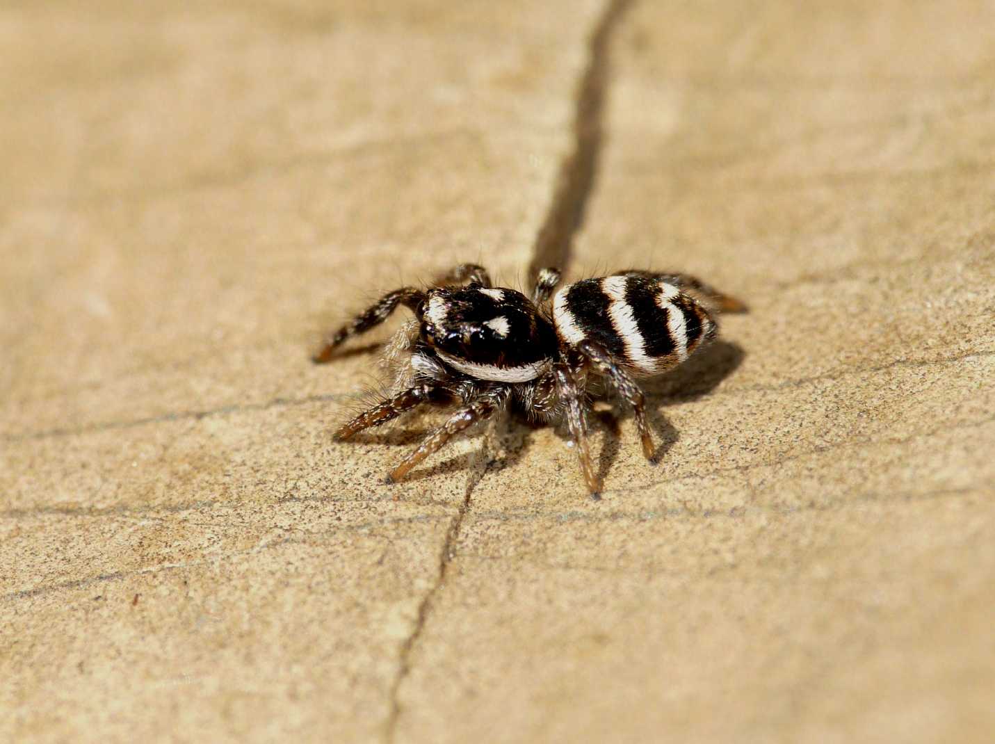 Salticus propinquus