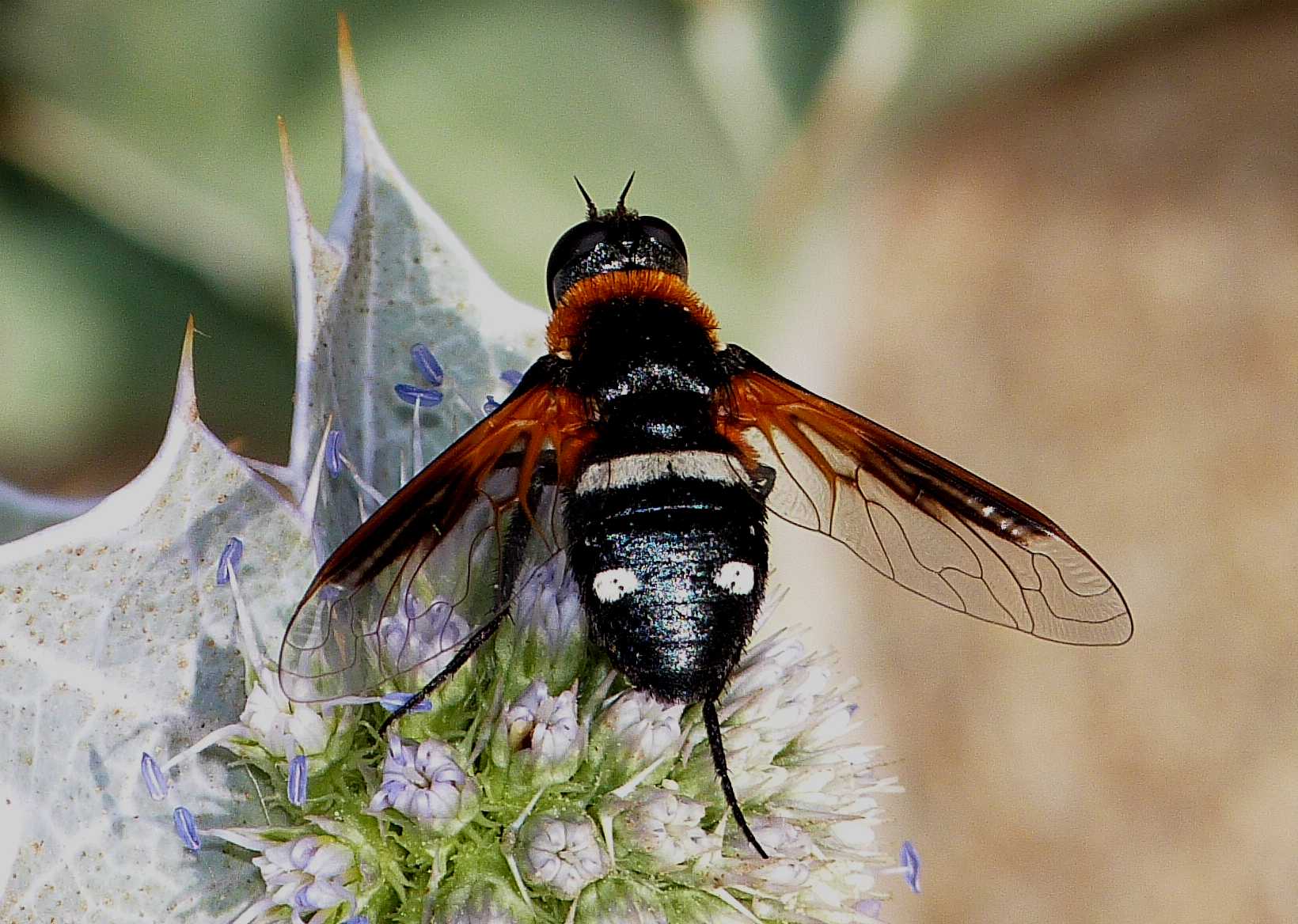 Bombilide nero: Exoprosopa rutilla
